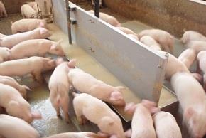 Veise söötmissüsteemi kasulikkuse analüüs seafarmis